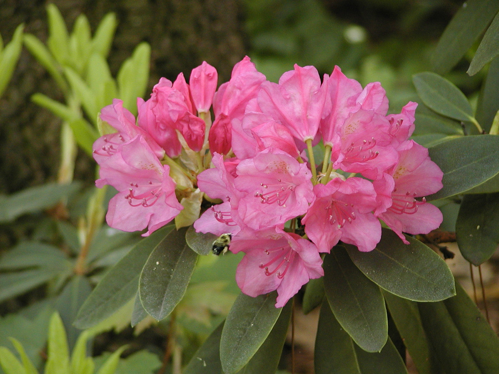 Rhododendron Flower seeds for Planting Garden Favorite Heirloom & GMO Free Seeds for Home Garden