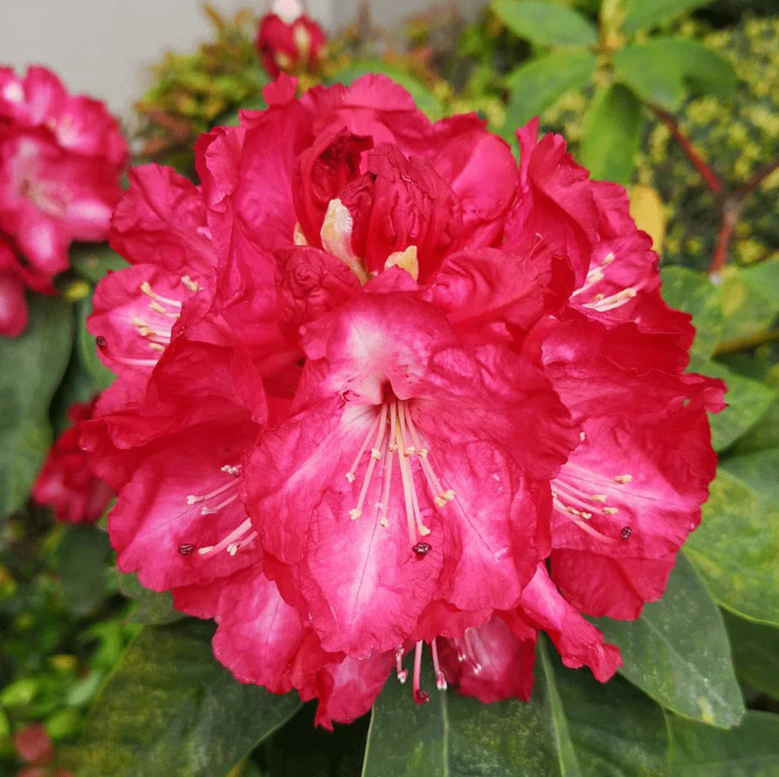 Pink Rhododendron Flower seeds for Planting - Sun Loving, Heirloom & GMO Free Seeds for Home Garden