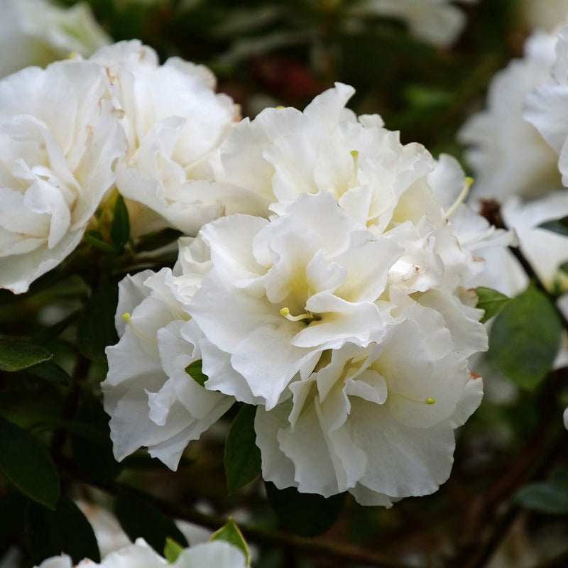 White Azalea Flower seeds for Planting Hardy Variety Heirloom & GMO Free Seeds for Home Garden
 
 Sale seeds for home garden planting