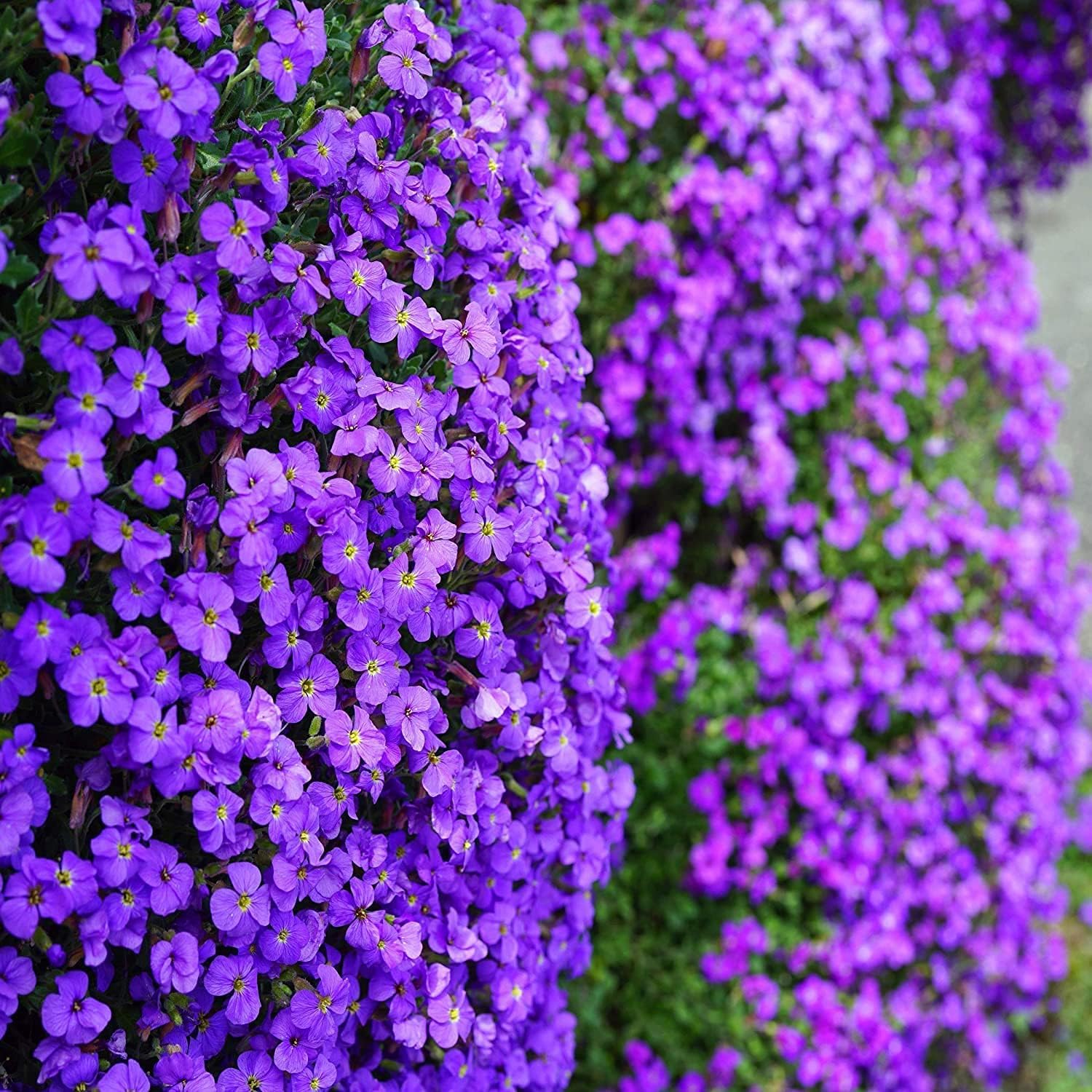 Non GMO Rock Cress mixed seeds