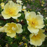 Yellow Hugo Rose Flower seeds for Planting - Vibrant Colors, Heirloom & GMO Free Seeds for Home Garden
 
 Sale for planting in home garden