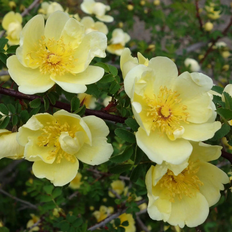 Yellow Hugo Rose Flower seeds for Planting - Vibrant Colors, Heirloom & GMO Free Seeds for Home Garden
 
 Sale for planting in home garden