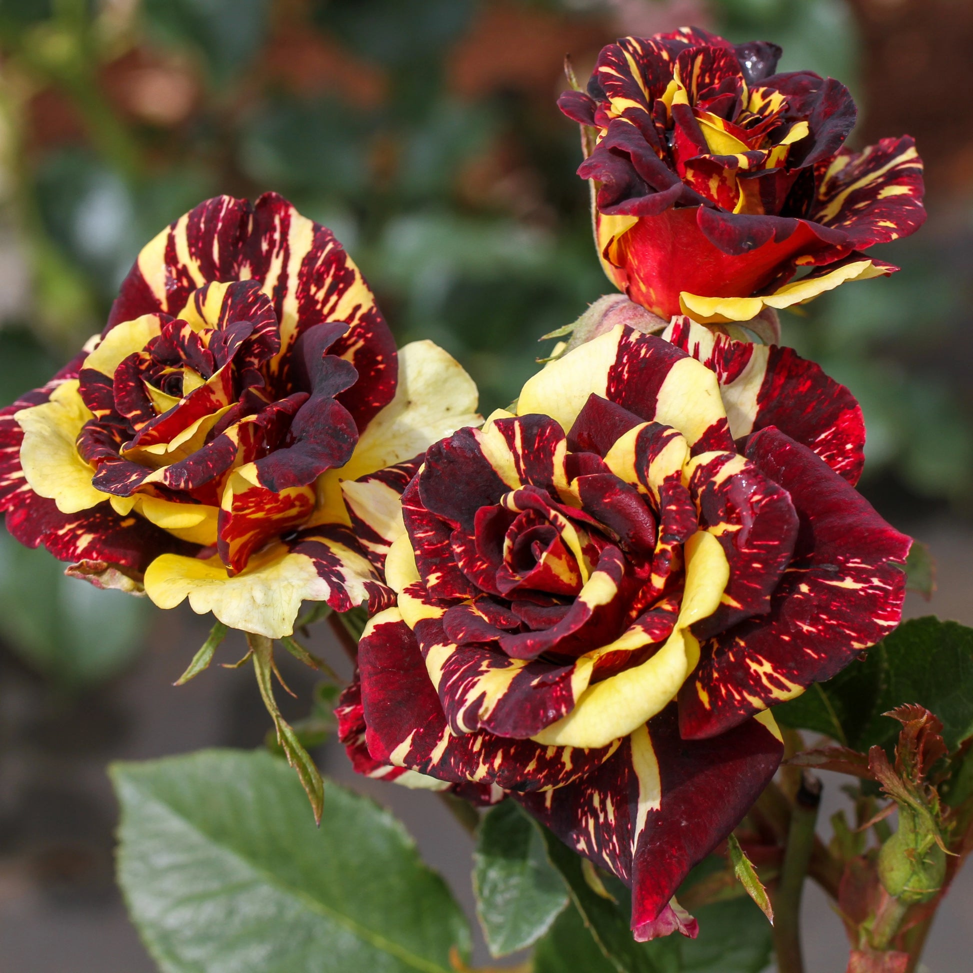 Tiger Striped Rose Flower seeds for Planting Shade Tolerant Heirloom & GMO Free Seeds for Home Garden
