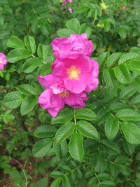Kartoffelrose Flower seeds for Planting - Colorful Display, Heirloom & GMO Free Seeds for Home Garden
