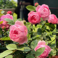 Pink Climbing Rose Seeds Flower seeds for Planting Fragrant Blossoms Heirloom & GMO Free Seeds for Home Garden