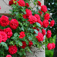 Rose Tree Flower Flower seeds for Planting - Shade Tolerant, Heirloom & GMO Free Seeds for Home Garden