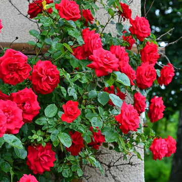 Red Climbing Flower Seeds for Planting - Vibrant Blooms for Your Garden