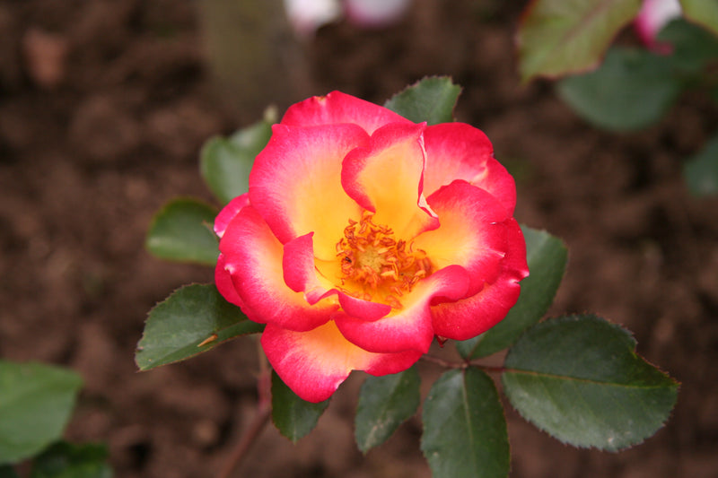 Betty Boop Rose Seeds for Planting | Vibrant Pink Blooms for Your Garden