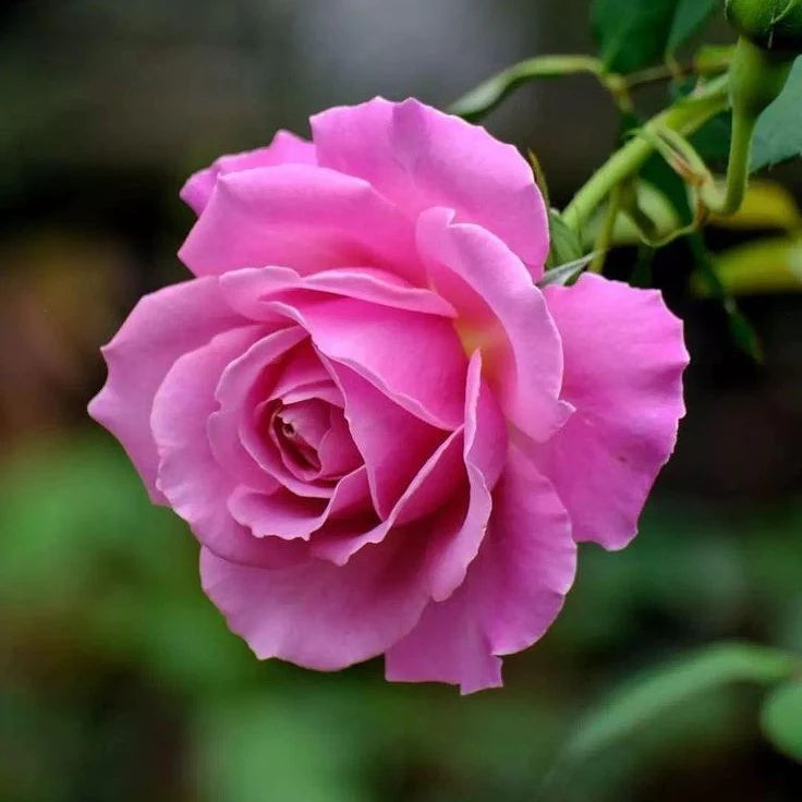 Pink Rose Flower seeds for Planting Cottage Garden Essential Heirloom & GMO Free Seeds for Home Garden 
 
 Sale