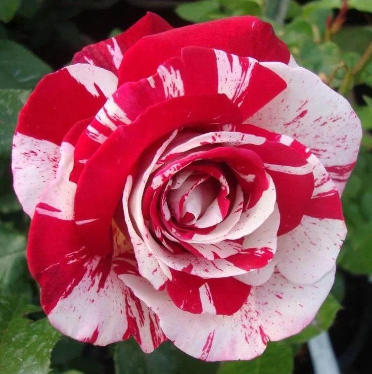 Red and White Rose Flower seeds for Planting Fragrant Blossoms Heirloom & GMO Free Seeds for Home Garden 
 
 Sale