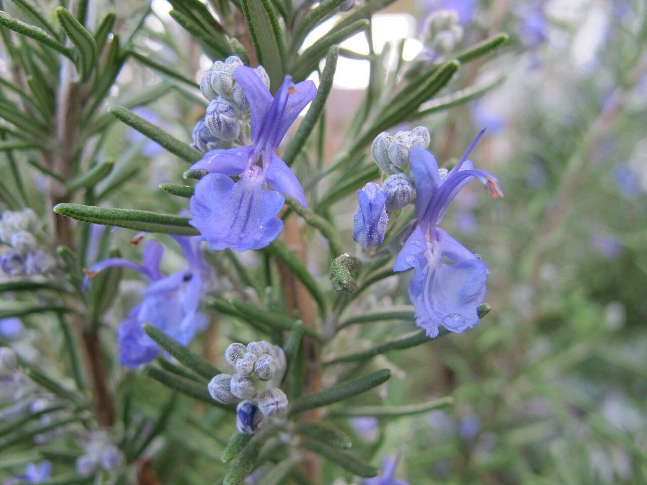 Healthy rosemary herb growing in a sunny garden bed.