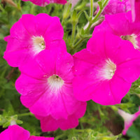 Rose of Heaven Seeds for Beautiful, Fragrant Flowers