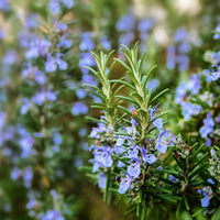 Rosemary Flower Flower seeds for Planting - Low Maintenance, Heirloom & GMO Free Seeds for Home Garden