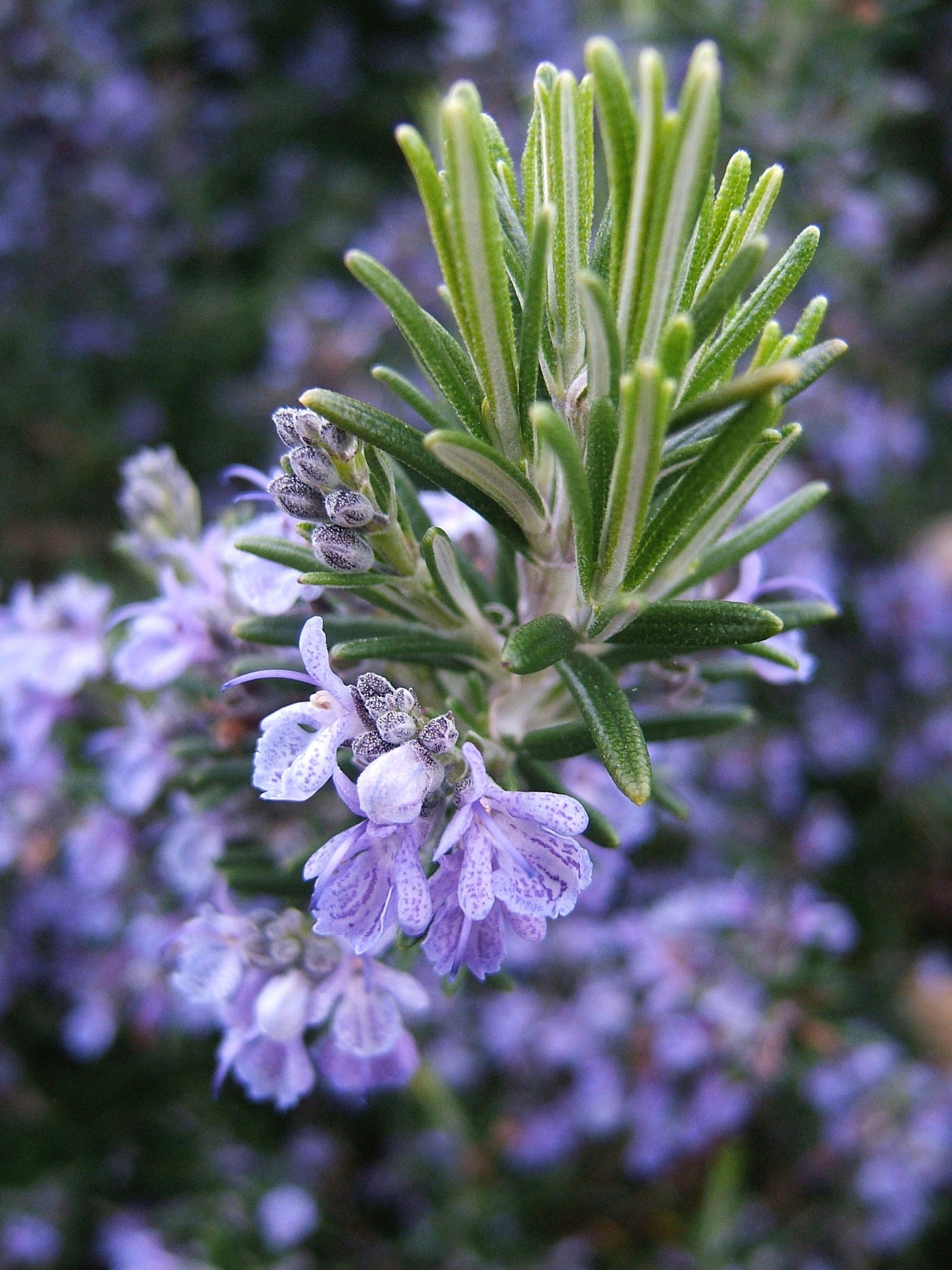 Young rosemary seedlings growing in a container garden.