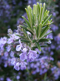 Young rosemary seedlings growing in a container garden.