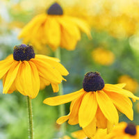 Susan Flower seeds for Planting, Hardy Variety Heirloom & GMO Free Seeds for Home Garden