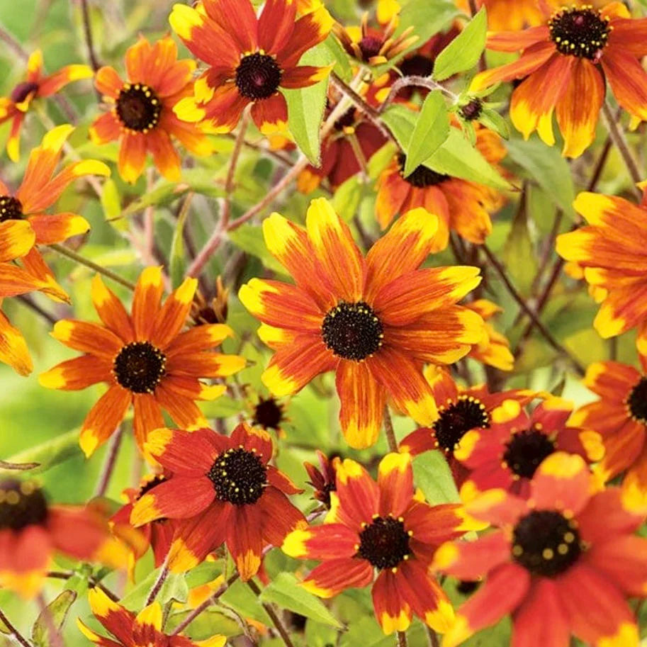 High germination Rudbeckia Triloba yellow seeds