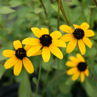Rudbeckia Triloba Flower seeds for Planting - Wildflower Mix, Heirloom & GMO Free Seeds for Home Garden