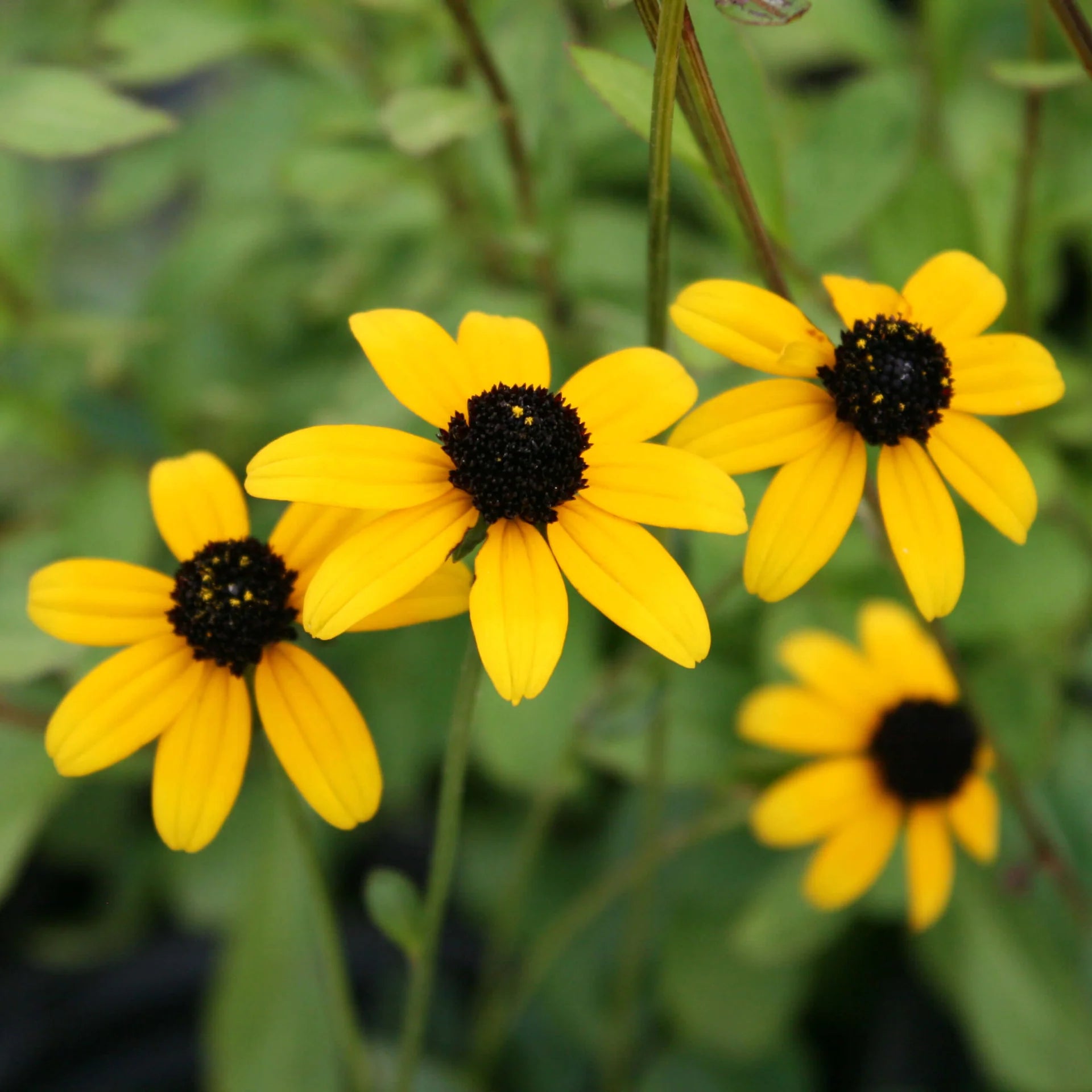 Rudbeckia Triloba Seeds for Planting  Vibrant Flower Seeds for Your Garden