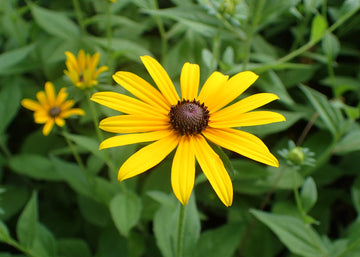 Black Eyed Susan Hirta flower seeds for colorful home gardens