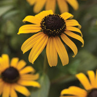 Yellow Fulgida Perennial Seeds Flower seeds for Planting - Seasonal Bloomer, Heirloom & GMO Free Seeds for Home Garden