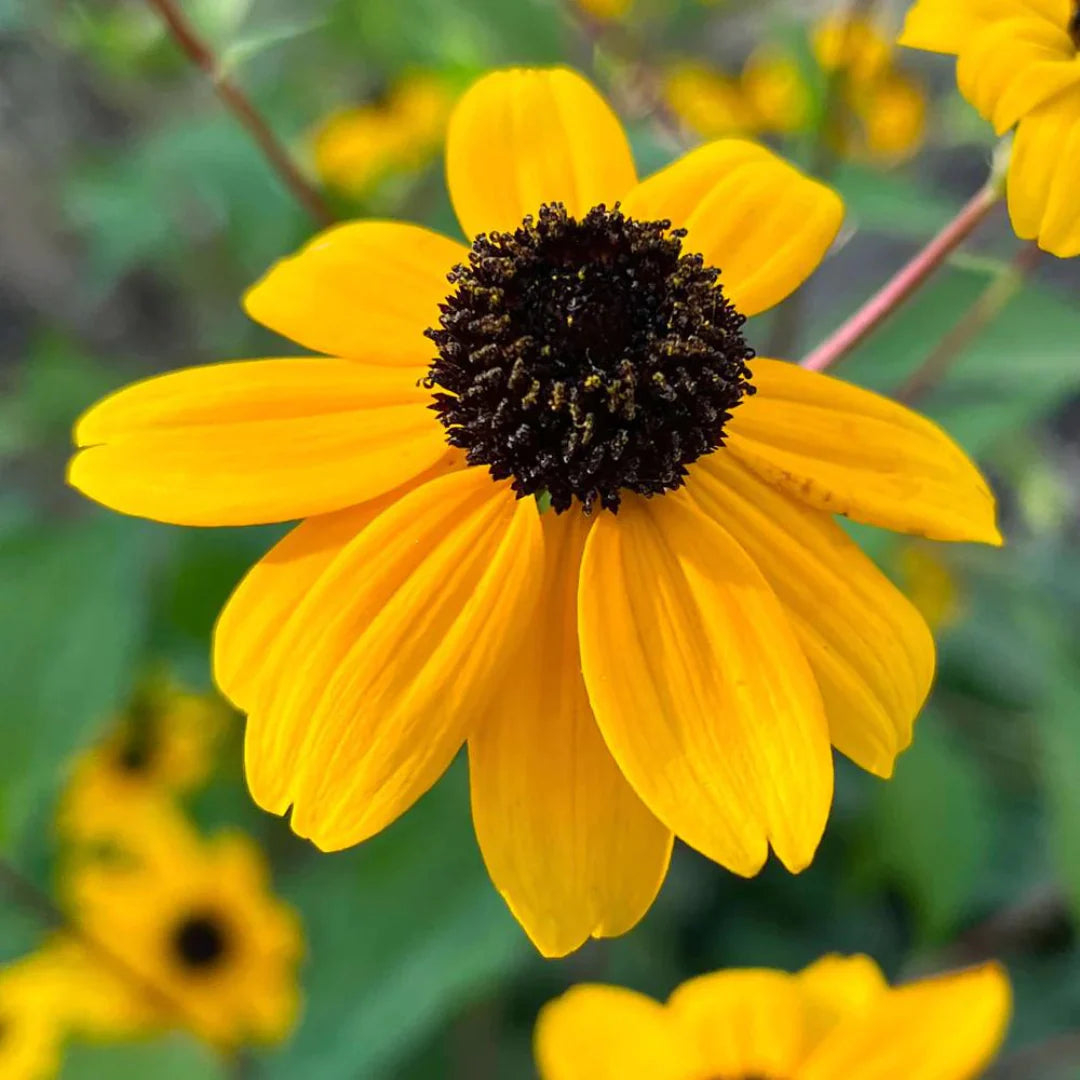 Rudbeckia Triloba Flower seeds for Planting - Wildflower Mix, Heirloom & GMO Free Seeds for Home Garden