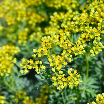 Yellow Ruta Flower seeds for Planting - Garden Favorite, Heirloom & GMO Free Seeds for Home Garden
