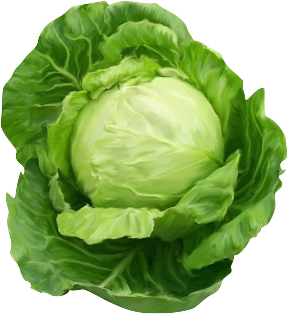 Russian Cabbage plants growing in a home vegetable patch