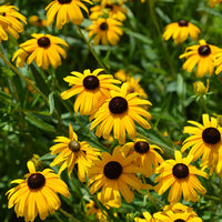 Susan Native Flower seeds for Planting Drought Tolerant Heirloom & GMO Free Seeds for Home Garden
