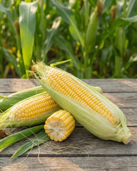 Golden Bantam Corn Seeds Open Pollinated Heirloom Vegetable for Home Garden Planting