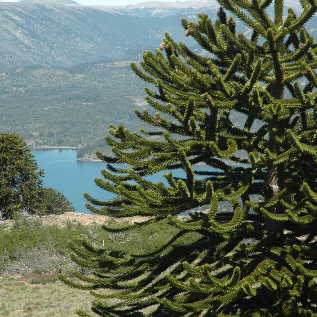 Monkey Puzzle Tree Araucaria Araucana Seeds for Planting