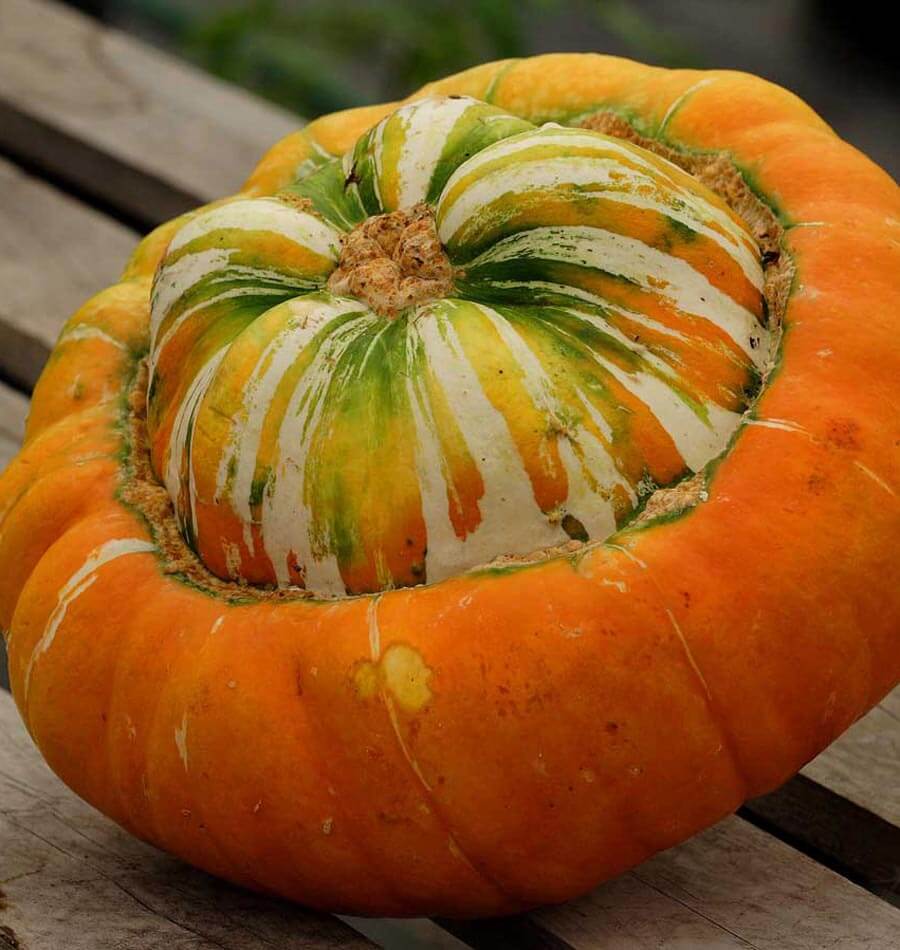 Colorful Turk's Turban pumpkins growing on healthy garden vines