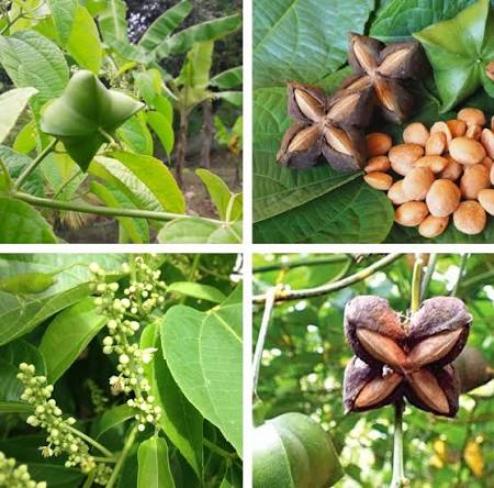 Sacha Inchi (Plukenetia volubilis) seeds prepared for home garden planting.