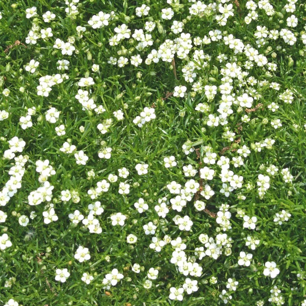 Outsidepride Irish Moss Ground Cover Seeds – Low-Growing Green Garden Carpet