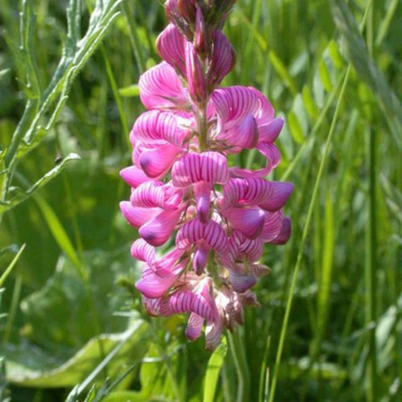 Onobrychis Flower seeds for Planting Perfect for Borders Heirloom & GMO Free Seeds for Home Garden