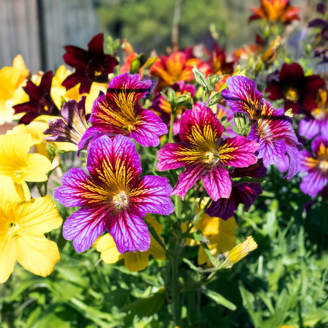 Salpiglossis Salpiglossis spp Flower Seeds for Planting in Flower Bed