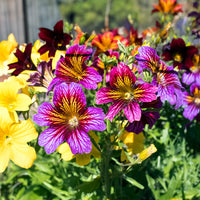 Salpiglossis Salpiglossis spp Flower Seeds for Planting in Flower Bed