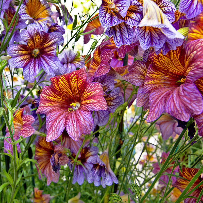 Salpiglossis Flower seeds for Planting Vibrant Colors Heirloom & GMO Free Seeds for Home Garden