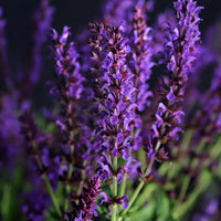 Salvia nemorosa 'Salvatore Deep Blue' Flower Seeds for Planting – Deep Blue Perennial Garden Blooms