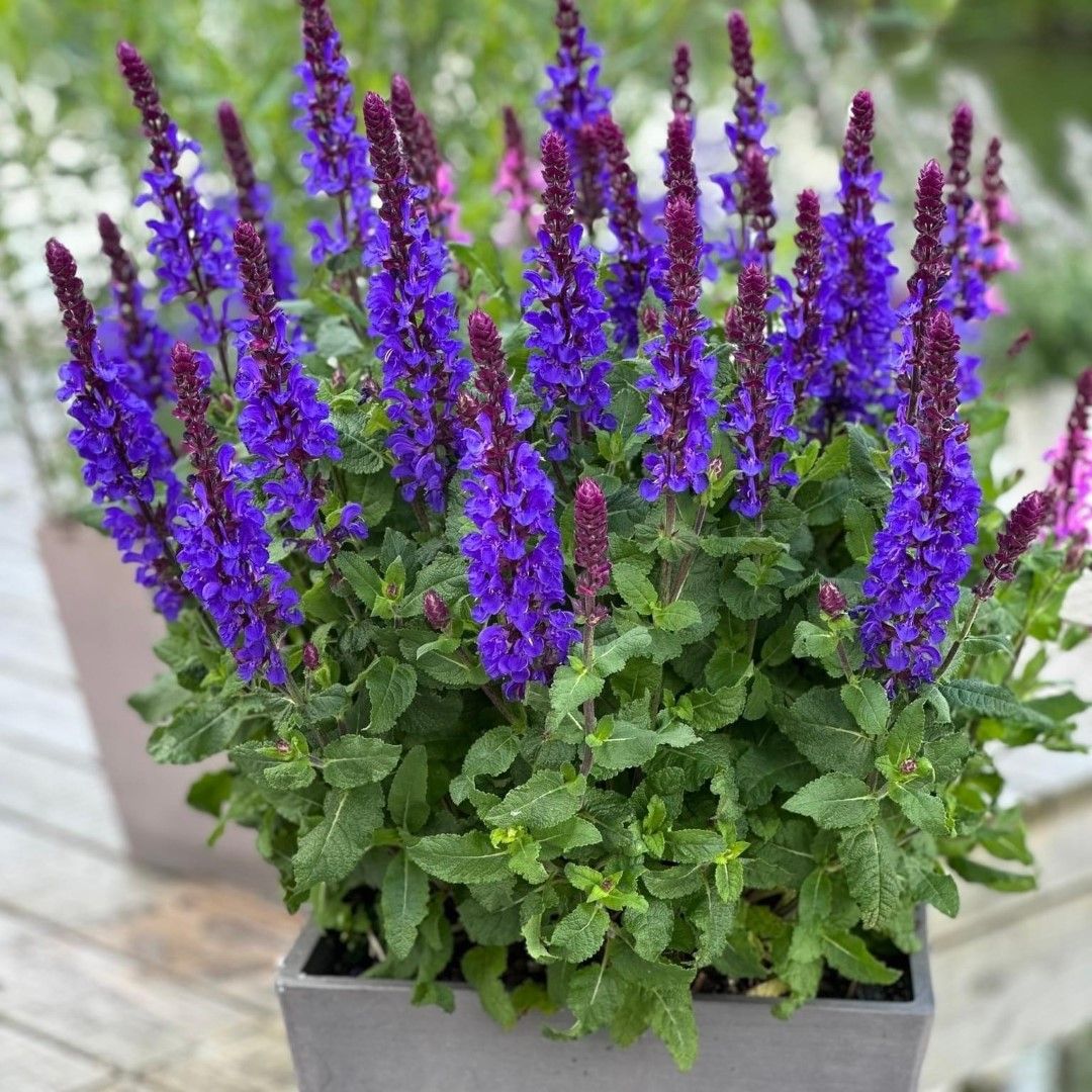 Salvia nemorosa 'Salvatore Deep Blue' Flower Seeds for Planting – Deep Blue Perennial Garden Blooms
