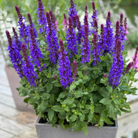 Salvia nemorosa 'Salvatore Deep Blue' Flower Seeds for Planting – Deep Blue Perennial Garden Blooms