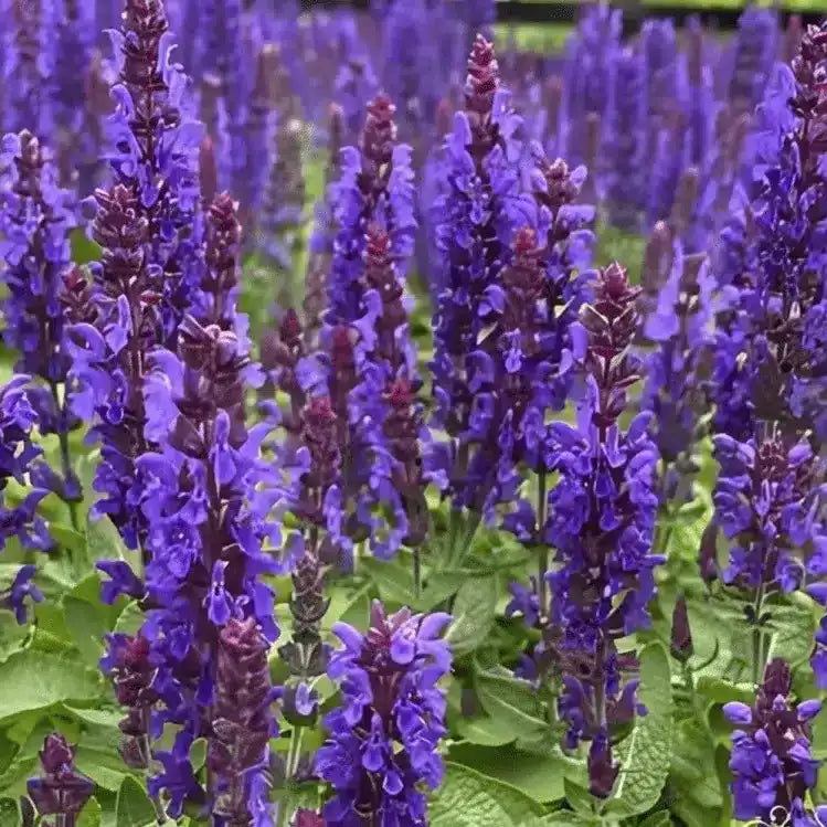 Salvia nemorosa 'Salvatore Deep Blue' Flower Seeds for Planting – Deep Blue Perennial Garden Blooms