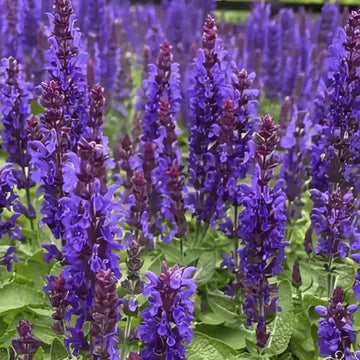 Salvia nemorosa 'Salvatore Deep Blue' Flower Seeds for Planting – Deep Blue Perennial Garden Blooms