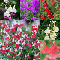 Close-up of Salvia Greggii 'Lips Mix' blossoms with lush green foliage.

