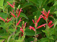 Salvia elegans with vibrant red flowers growing in a decorative container
