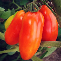 Healthy Italian San Marzano tomato plant producing elongated tomatoes