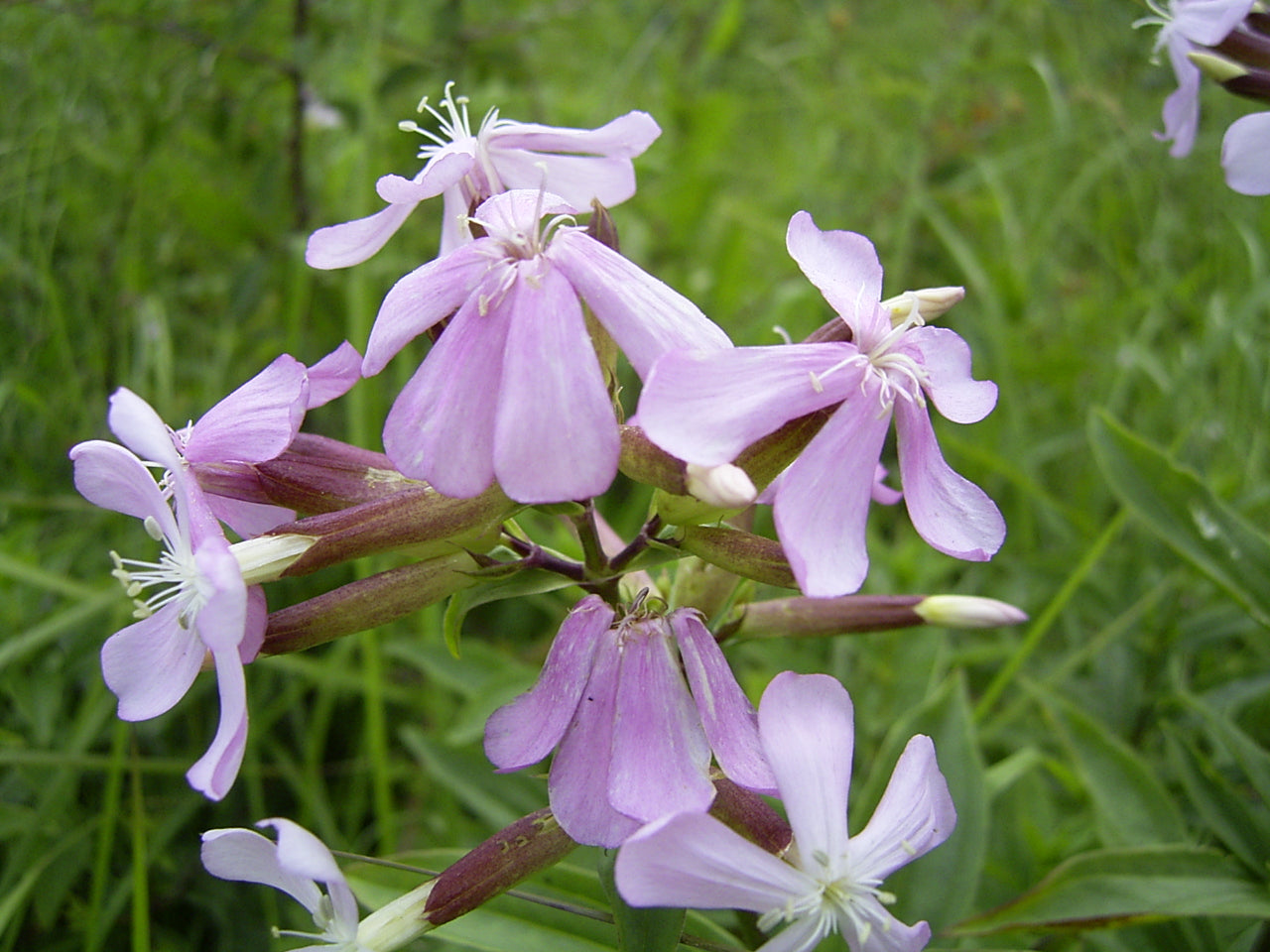 Saponaria Flower seeds for Planting - Bright Blooms, Heirloom & GMO Free Seeds for Home Garden