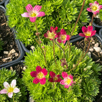 Saxifraga Moss Flower seeds for Planting - Perfect for Borders, Heirloom & GMO Free Seeds for Home Garden