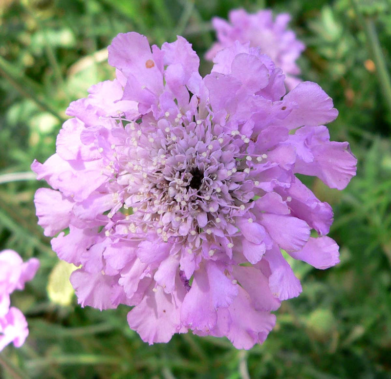 Scabious Flower seeds for Planting - Fragrant Blossoms, Heirloom & GMO Free Seeds for Home Garden