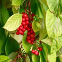Schisandra (Schisandra chinensis) Seeds - Wu-wei-zi